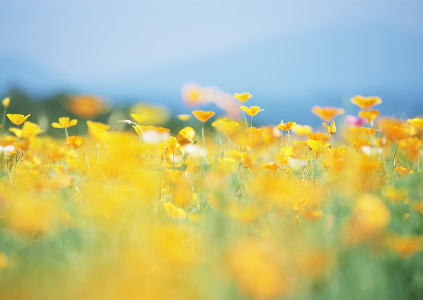 252401__flowers-yellow-meadow-summer-sun-nature-blurring_p.jpg