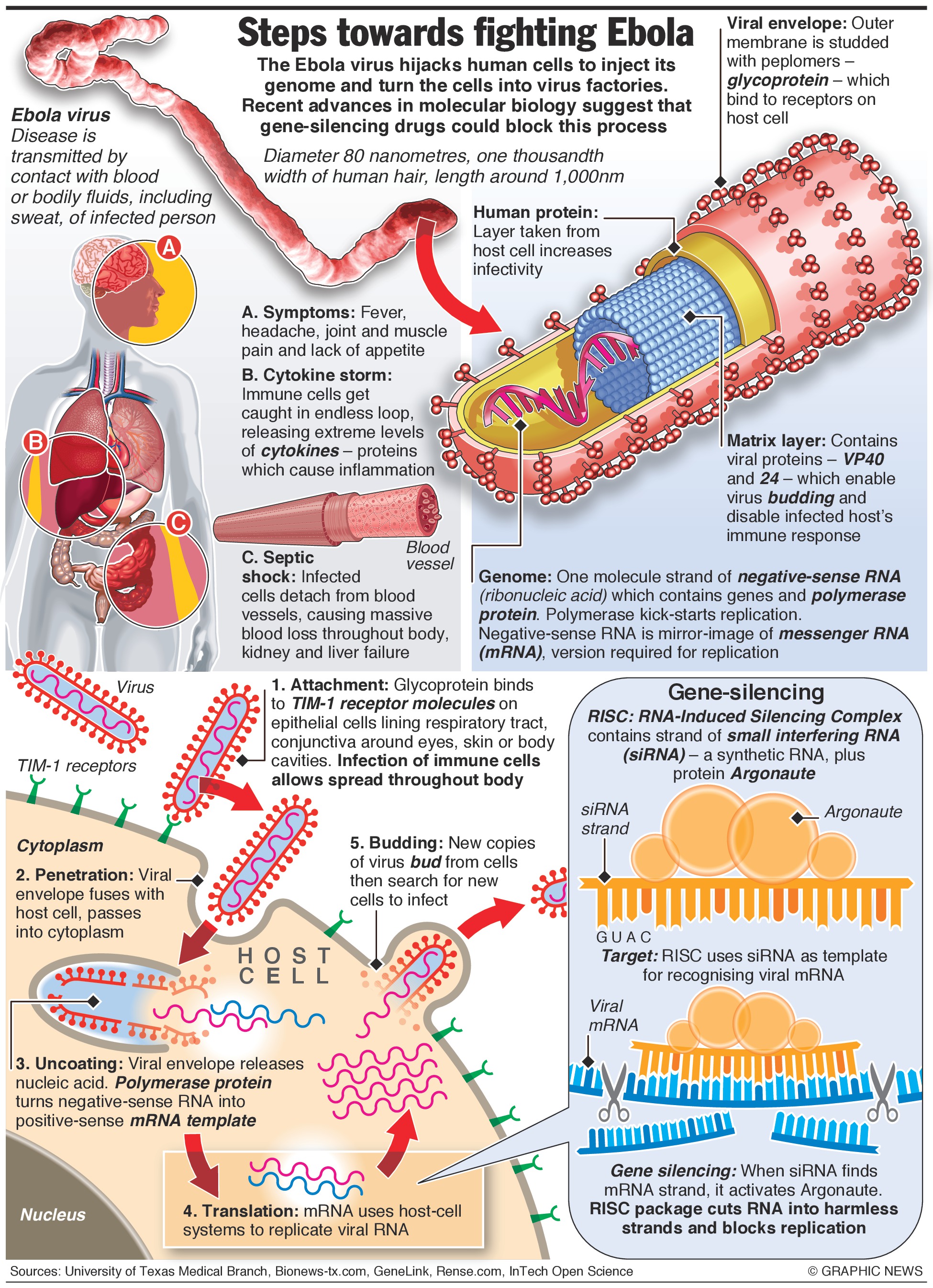 ebola-infographic.jpg