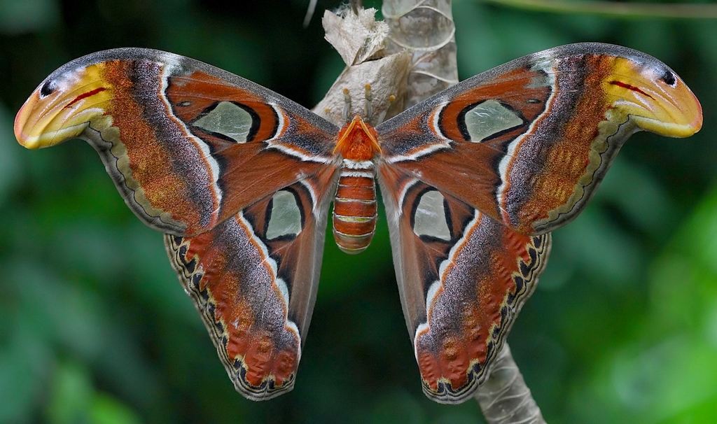 papillon-atlas1.jpg